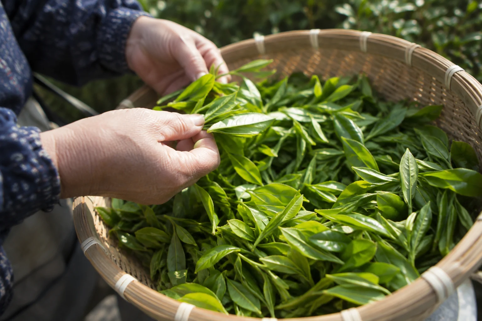 籠に集めた新鮮な茶葉